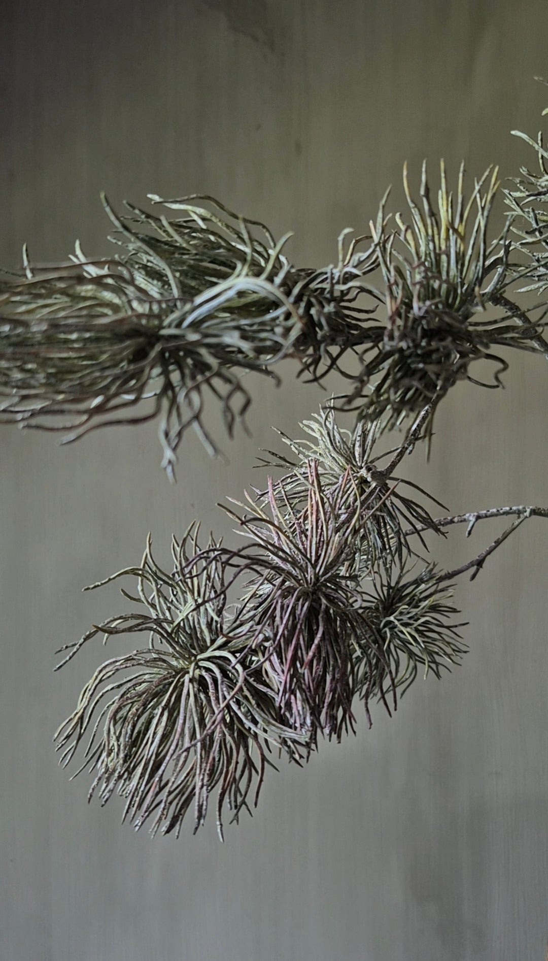 Pinus pinea Kunst-Hängertrieb grau mauve 100 cm