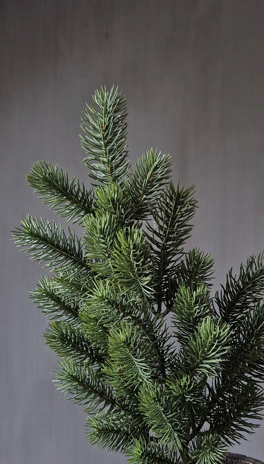 Kunst dennentak vergrijsd groen 65 cm