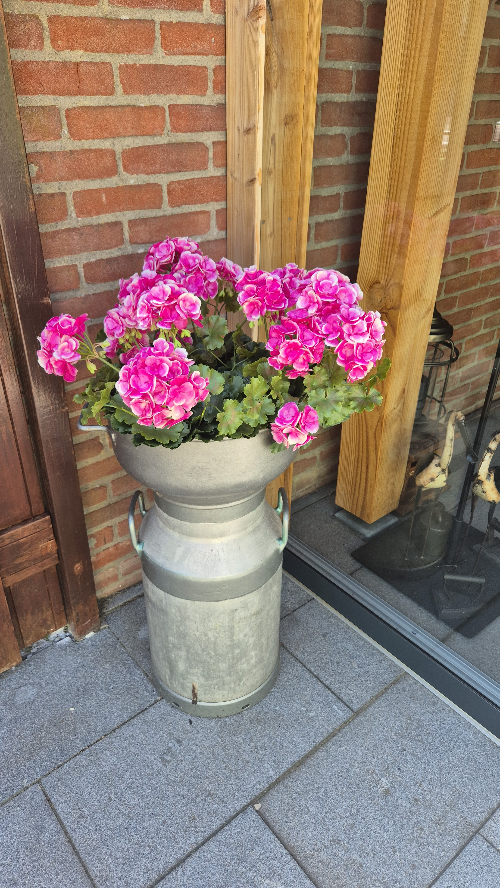 Franse geranium in zinken melkbus