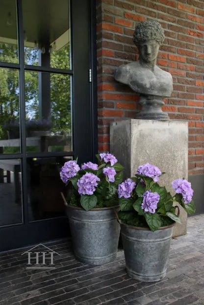 Hortensia lila in zinken pot