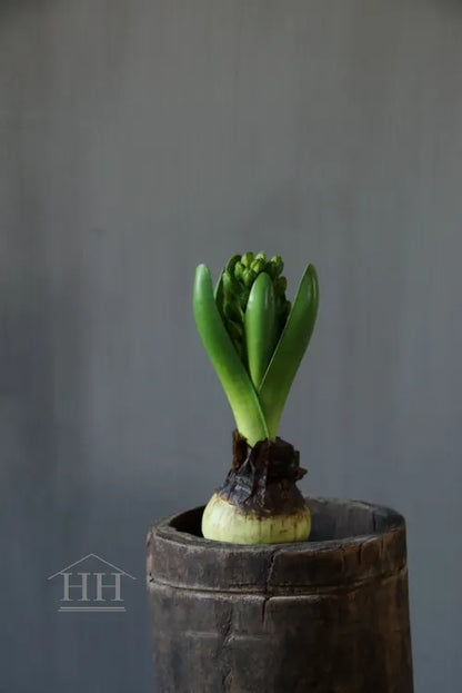 Künstliche Hyazinthe auf Zwiebel, 20 cm