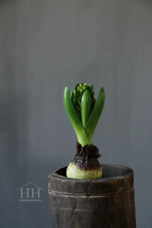 Künstliche Hyazinthe auf Zwiebel, 20 cm