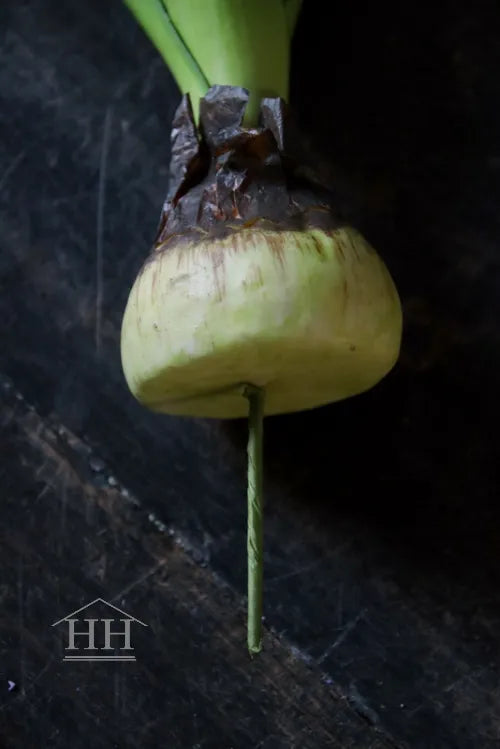 Künstliche Hyazinthe auf Zwiebel, 20 cm