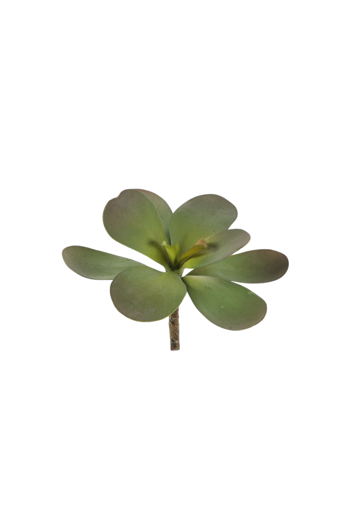 Jadeplant kunst vetplant 14 cm