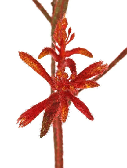 Pre-order Kangoeroepoot kunstbloem oranje - 76cm