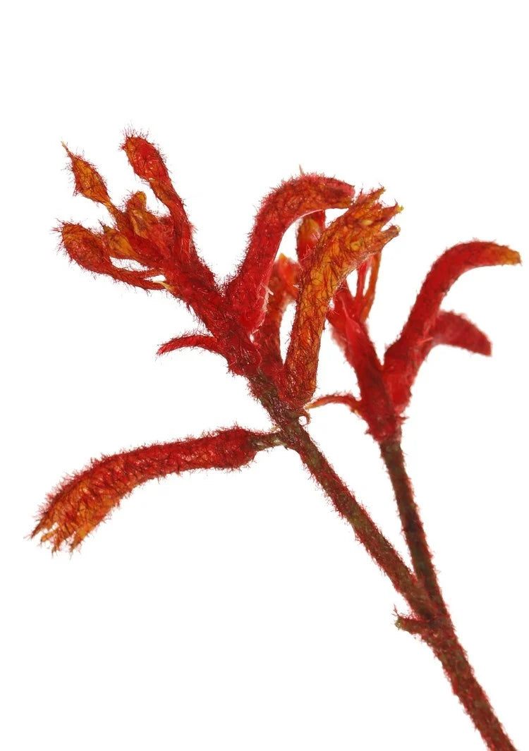 Pre-order Kangoeroepoot kunstbloem oranje - 76cm