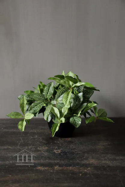 Kunst bladplant in zwarte binnenpot 16cm geruit blad