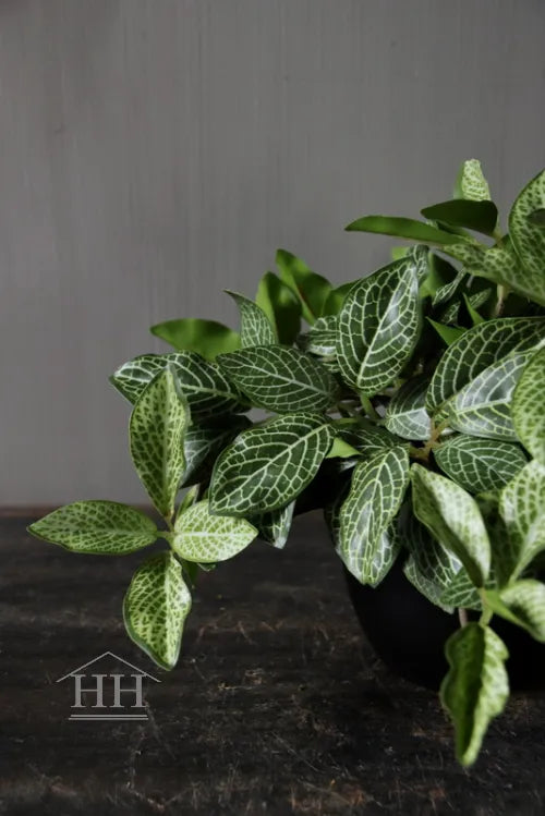 Kunst bladplant in zwarte binnenpot 16cm geruit blad