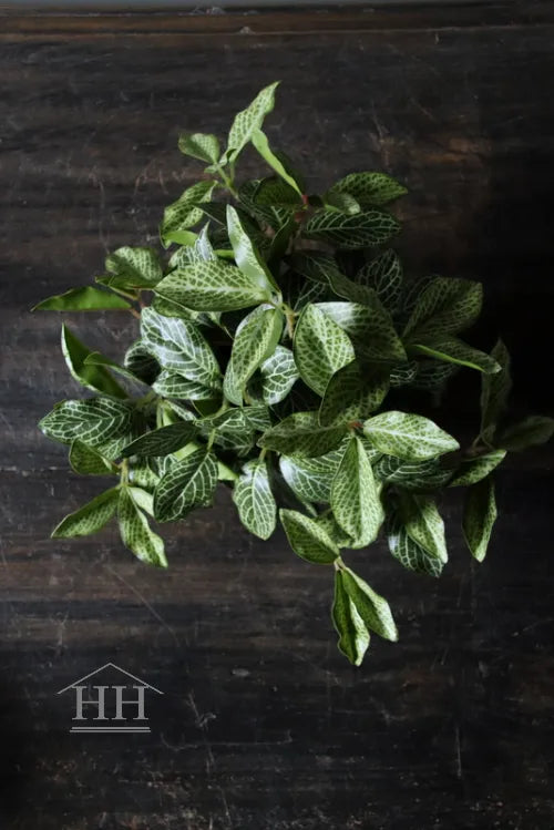 Kunst bladplant in zwarte binnenpot 16cm geruit blad