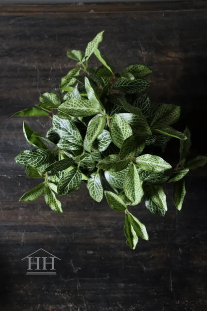 Kunst bladplant in zwarte binnenpot 16cm geruit blad