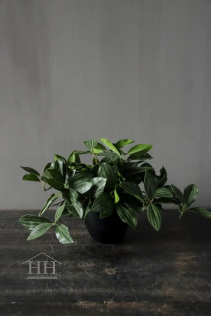 Kunst bladplant in zwarte binnenpot 16cm gestreept blad groen