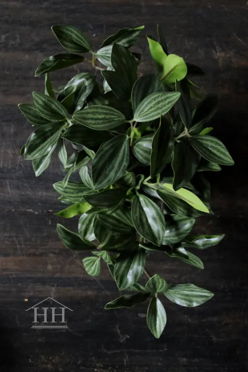 Kunst bladplant in zwarte binnenpot 16cm gestreept blad groen