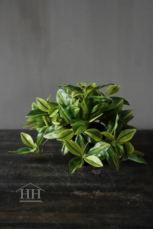 Kunst bladplant in zwarte binnenpot 16cm licht gestreept blad