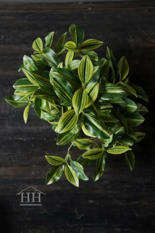 Kunst bladplant in zwarte binnenpot 16cm licht gestreept blad