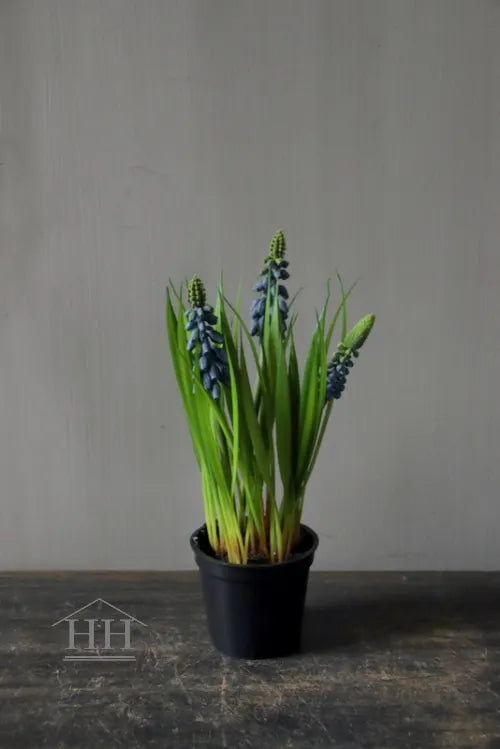 Kunst blauwe druifjes in zwart binnenpotje