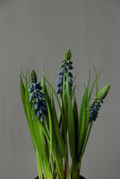 Kunst blauwe druifjes in zwart binnenpotje