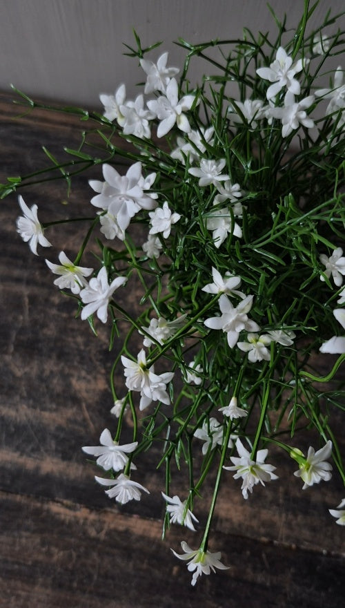 Witte sterbloem kunstplant in pot - 25 cm