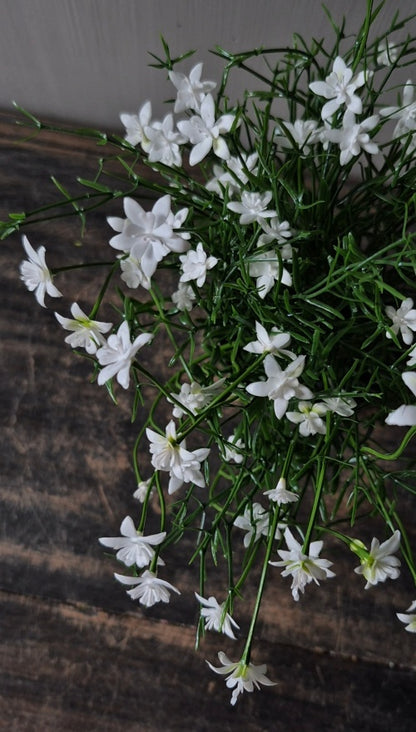 Witte sterbloem kunstplant in pot - 25 cm