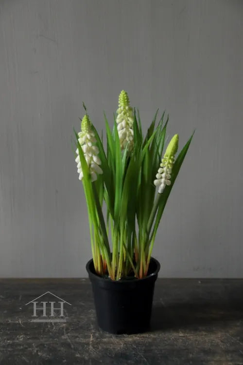 Kunst witte druifjes in zwart binnenpotje