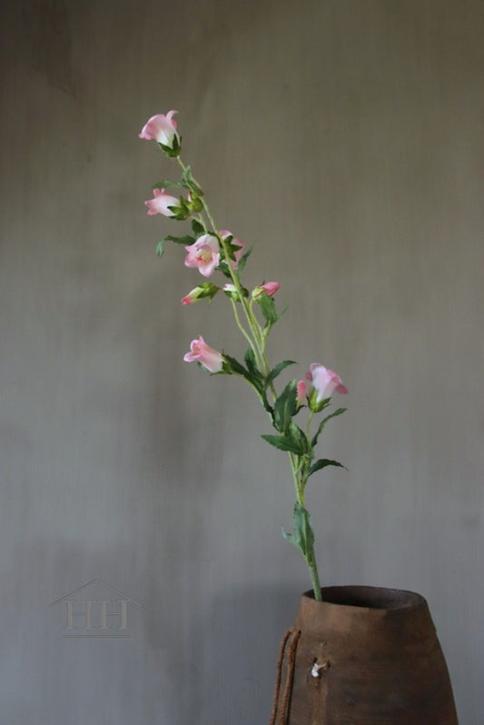 Campanula roze (933)
