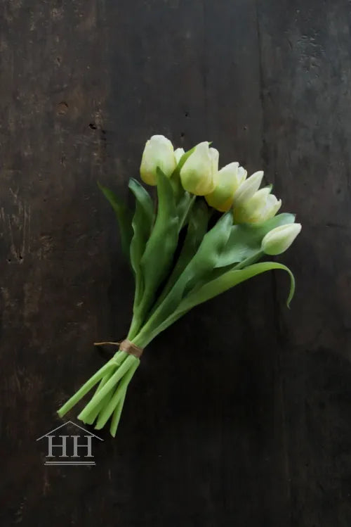 Middelmaat tulpen creme