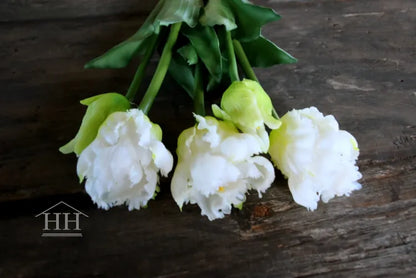 Nep tulpen wit papegaai