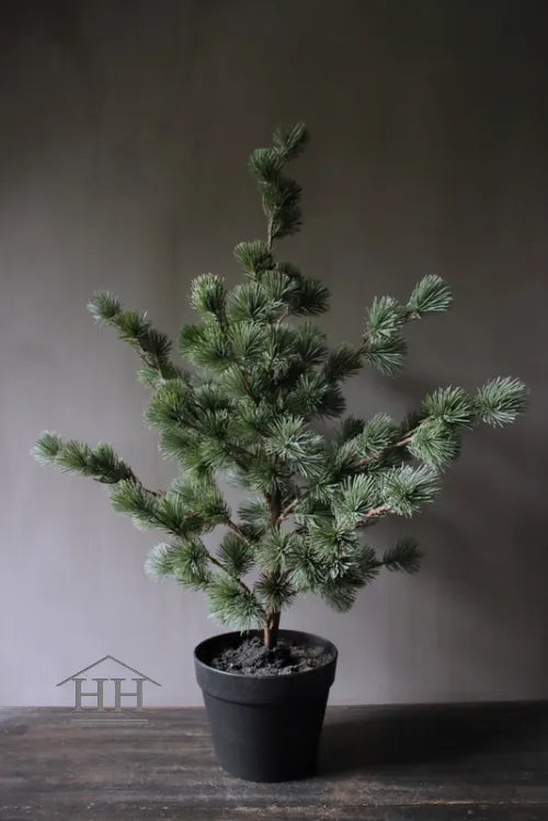 Larix boom in zwarte binnenpot - 81 cm