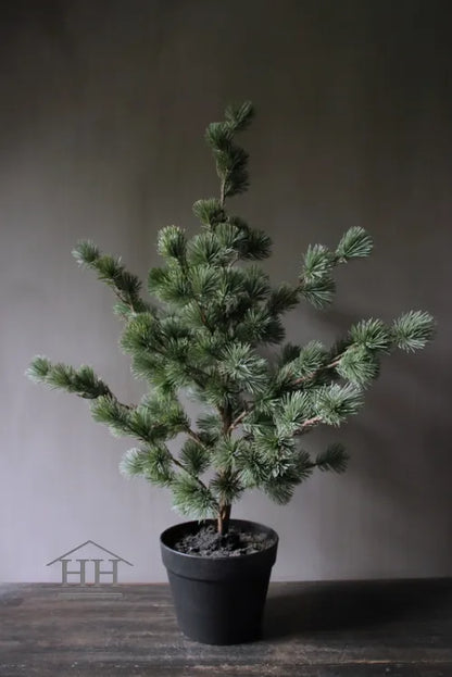 Larix boom in zwarte binnenpot - 81 cm