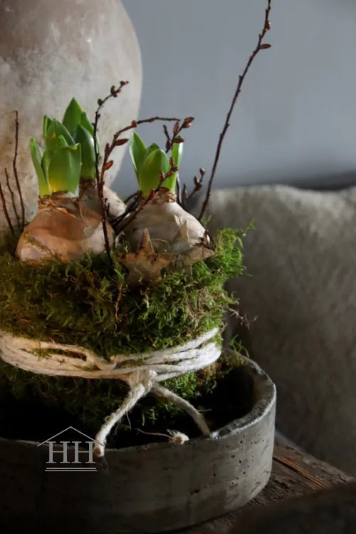 Mos taartje met 3 hyacinten bollen, gagel en berkensterren
