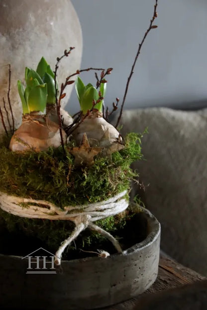 Mos taartje met 3 hyacinten bollen, gagel en berkensterren
