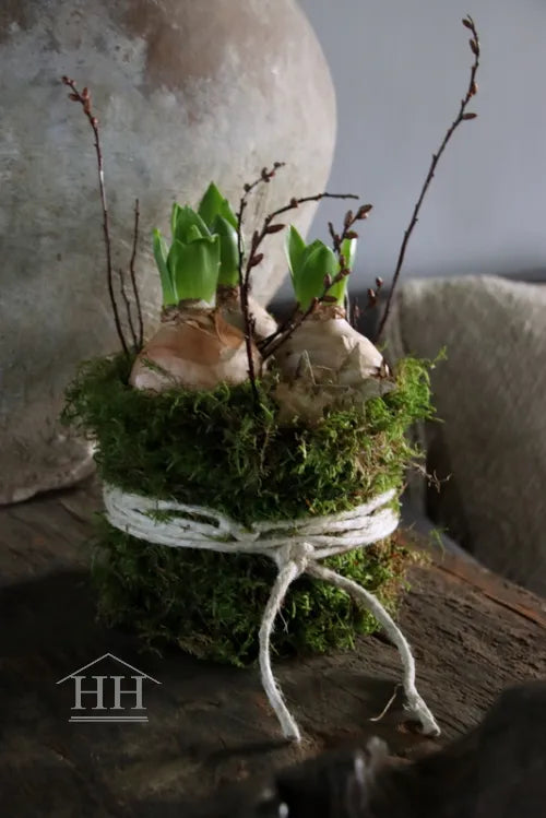 Mos taartje met 3 hyacinten bollen, gagel en berkensterren