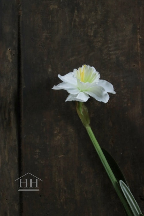 Narcis wit nepbloem 57cm