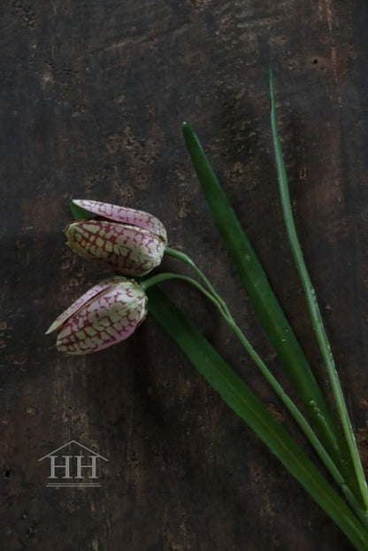 Nepbloem fritillaria met groene bladeren