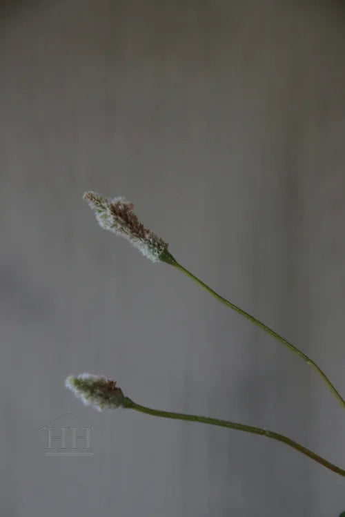 Ptilotus kunsttak - 69 cm