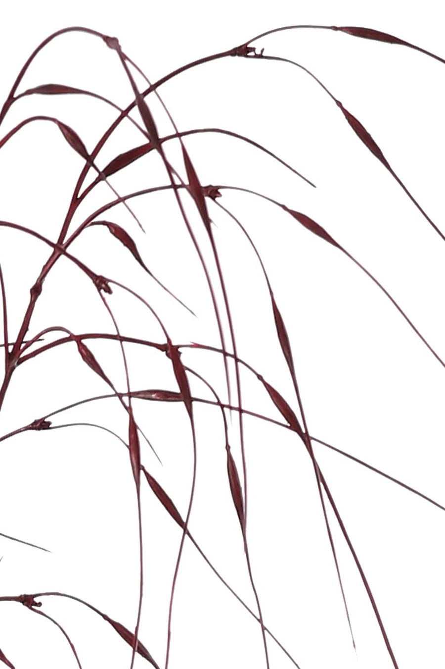 Siergras kunsttak bordeauxrood - 78 cm