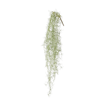 Spanisches Moos Tillandsia 86 cm Hängepflanze
