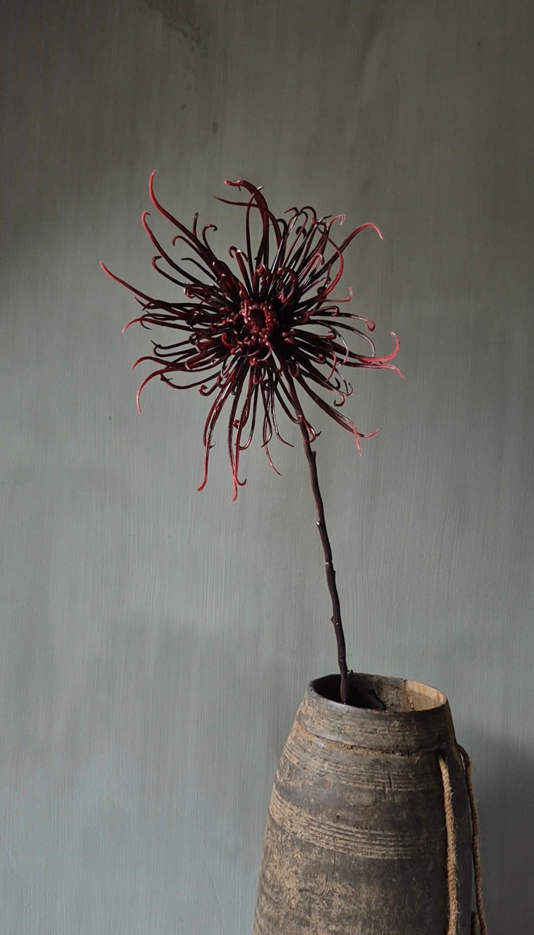 Spinchrysant kunsttak bordeauxrood - 75 cm