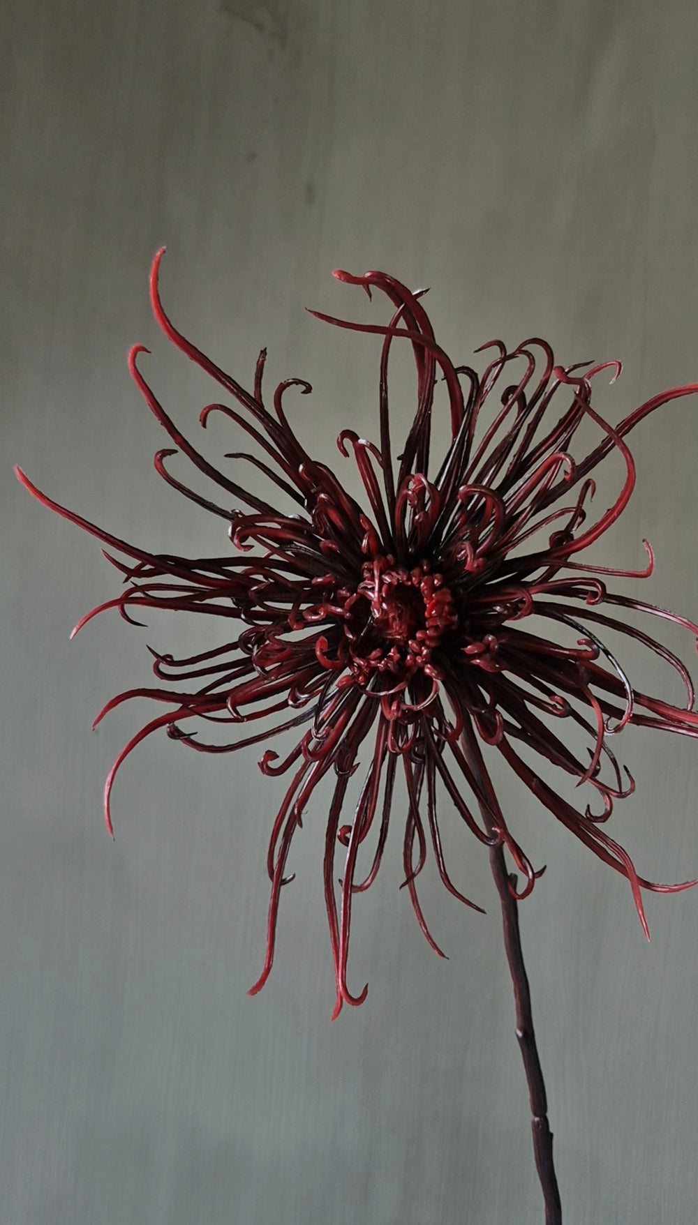 Spinchrysant kunsttak bordeauxrood - 75 cm