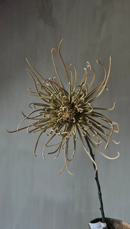 Spinchrysant kunsttak naturel - 75 cm