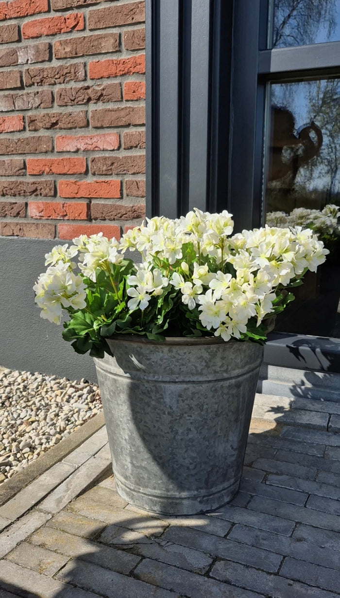 Zinken emmer met Oostenrijkse geraniums wit buiten