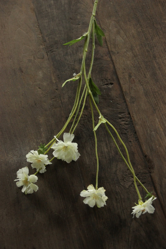 Centaurea Madelon creme 64 cm