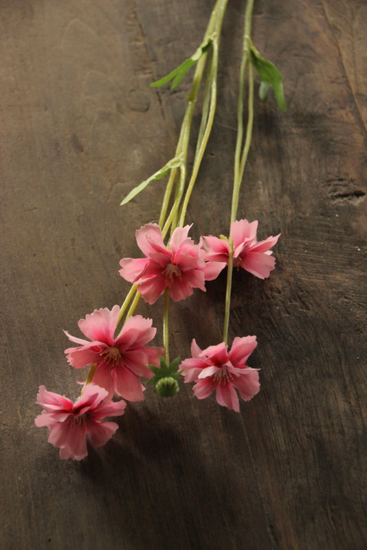 Centaurea Madelon roze 64 cm